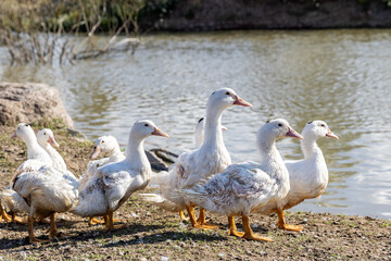 Russia. Saint-Petersburg. A flock of geese in a farm.