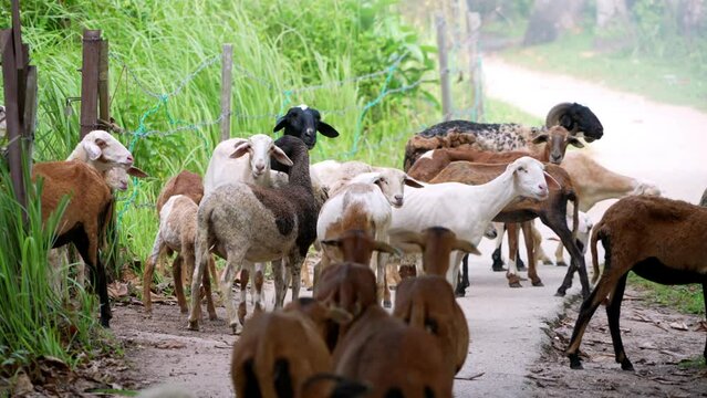 Slow motion herd of goats walking down a dirt road