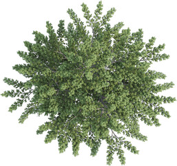 Obraz premium Top view of pine tree