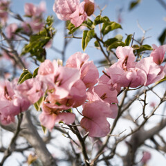 pink flowers bougainvillea 