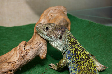 Young Iguana iguana male is sitting on a hand during the exhibition
