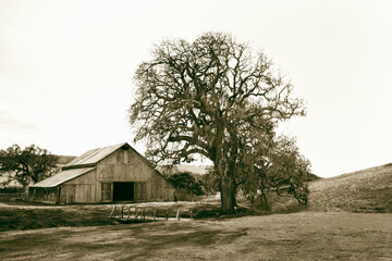barn trees farm black and white