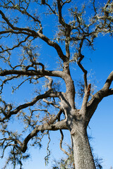 Fototapeta na wymiar a low angle view of a tree in a field