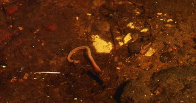 Annelid insect in lake water. spring season. Ringed worms or segmented worms under water.