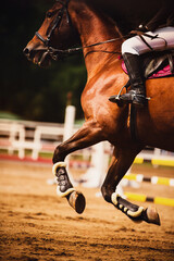 A bay horse with a rider in the saddle gallops quickly through the arena with barriers. Equestrian...