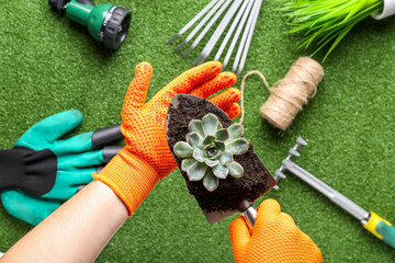 Woman in gloves holding gardening shovel with soil and succulent on color background, closeup