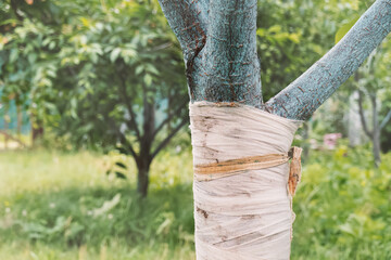 Apple tree trunk wrapped in bandage because its bark is cracked
