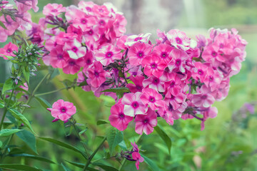 Phlox- flox flowers with beautiful pink petals
