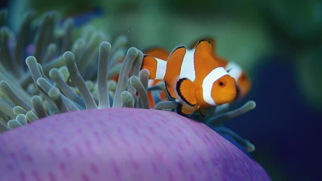 A Spinecheek anemonefish (Premnas biaculeatus) Nemo snuggles into the tentacles of its host anemone, Raja Ampat, Indonesia, slow motion, Asia