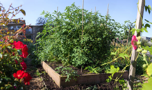 Many tomato plants in garden with city background. Overgrown, lush, green cherry tomato bushes growing in community garden plot between flowers and vegetables. Selective focus.