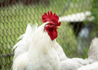 Large portrait of a white rooster on a green lawn.