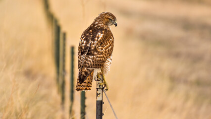 Perching Hawk - A Broad-winged Hawk perching on top of a wire-fence and scanning the meadow below on a sunny Spring evening. Bear Creek Lake Park, Colorado, USA.