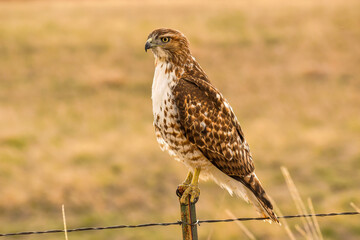 Broad-winged Hawk - A close-up front-side view of a Broad-winged Hawk perching on top of a wire-fence post on a sunny Spring evening. Bear Creek Lake Park, Colorado, USA.
