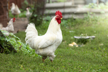 Portrait of a white rooster walking on a green lawn.