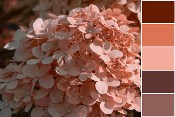Hydrangea flower, color palette swatch