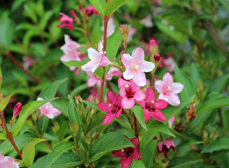 Weigela blooms in the garden.