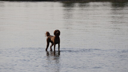 dog in lake