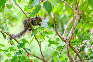 Squirrel Eating Purple Berries on a Tree Branch in City Park, New Orleans, Louisiana, USA