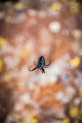 beautiful spider on the web