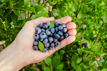 Homegrown blueberry in the hand. Harvesting blueberry in the garden. Highbush, huckleberry or tall blueberry bush. Handful of ripe berries with green plant on the background