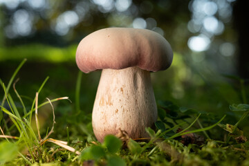 Brown Mushroom in Green Grass