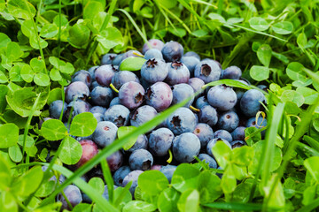 Homegrown blueberry in the grass close up. Ripe blueberry berries on green clover. Highbush,...