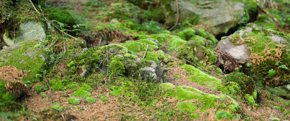 Green Moss and Rocks on a Forest Floor