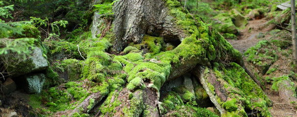 Tree trunk and roots covered in green moss with a natural and peaceful mood. The background...