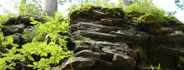 Rock formation in a forest made up of stacked, flat rocks with moss and ferns growing on them. The...