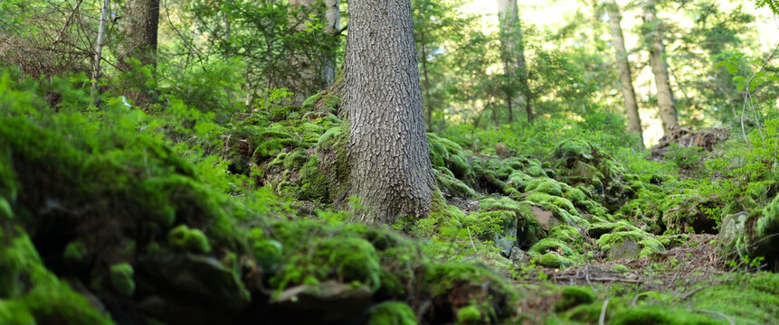 Tree trunk surrounded by green moss and ferns in a forest with other trees and foliage in the background. The image has a shallow depth of field.