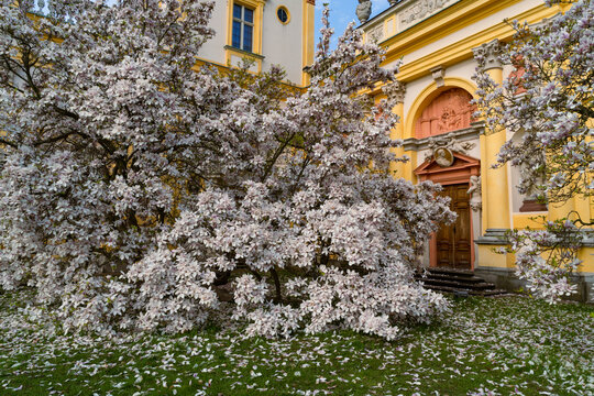 A white magnolia tree in bloom in front of the Wilanowski Palace in Warsaw, Poland