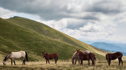 Fototapeta na wymiar Small herd of horses on the pasture in Carpathian Mountains, Ukraine