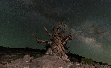 Milky Way over the Bristlecone Pine Forest