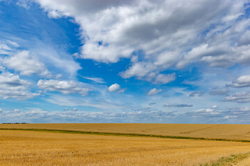 Obraz premium Field and blue sky with clouds. Summer time.