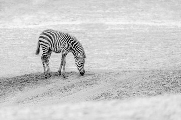 Small cute little zebra foal wandering and walking in a minimal fine art style