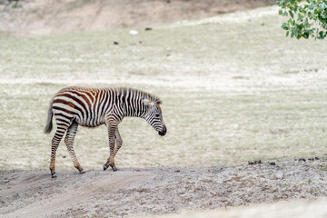 Fototapeta na wymiar Small cute little zebra foal wandering and walking in a minimal fine art style