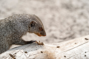 Zoo animal digging in the ground 