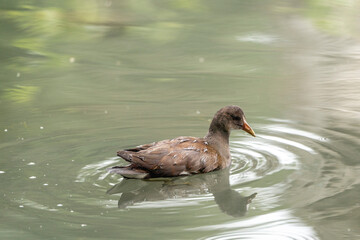 Duck bird swimming in the water