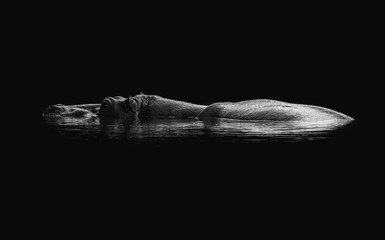 Hippo black and white fine art piece