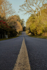 road in autumn forest