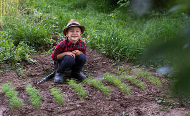 A little boy dressed as a farmer sits near a dill patch and loosens the soil. Organic farming concept