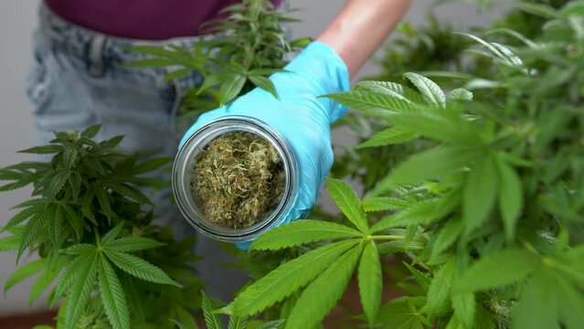 Growing marijuana for medical cannabis production