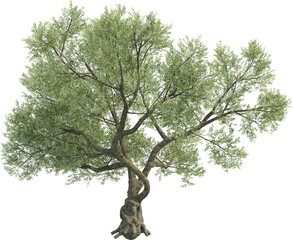 Side view of Olive Tree