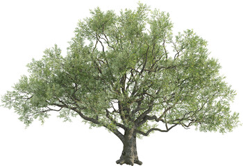 Side view of Olive Tree