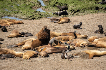 Sea lions at Punta Norte, Valdes Peninsula, Chubut, Argentina.