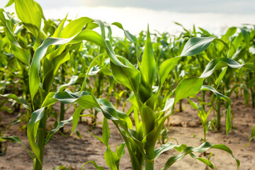 Obraz premium Young corn plants, in a corn field, green leaves, stem.