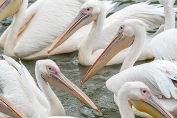 Pelican bord portrait with beautiful soft colours