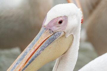Pelican bord portrait with beautiful soft colours