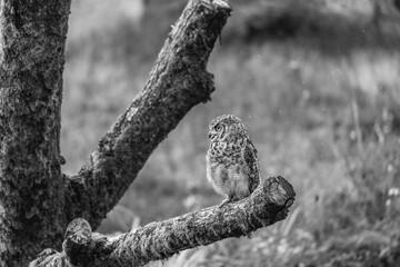 Black and white owl sitting on a tree