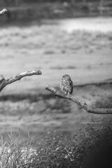 Black and white owl sitting on a tree